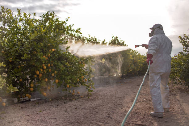 Outdoor Pest Control in West Rancho Dominguez, CA